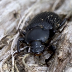 Meneristes australis at Acton, ACT - 4 Jun 2018