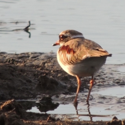 Charadrius melanops (Black-fronted Dotterel) at Barton, ACT - 28 May 2018 by michaelb