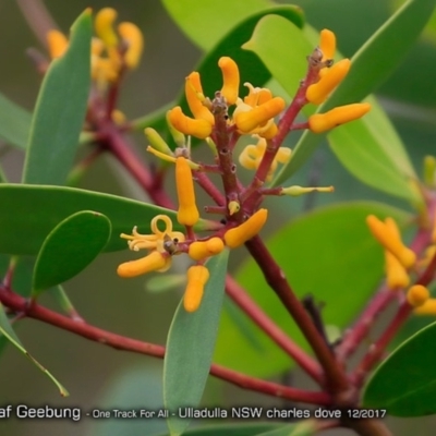 Persoonia levis (Broad-leaved Geebung) at Ulladulla Reserves Bushcare - 12 Dec 2017 by CharlesDove