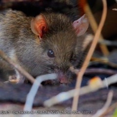 Rattus rattus (Black Rat) at One Track For All - 11 Dec 2017 by CharlesDove