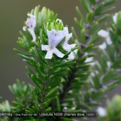 Westringia fruticosa (Native Rosemary) at Ulladulla, NSW - 11 Dec 2017 by CharlesDove