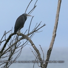 Egretta sacra (Eastern Reef Egret) at Ulladulla, NSW - 11 Dec 2017 by CharlesDove