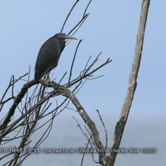 Egretta sacra (Eastern Reef Egret) at Ulladulla, NSW - 10 Dec 2017 by Charles Dove