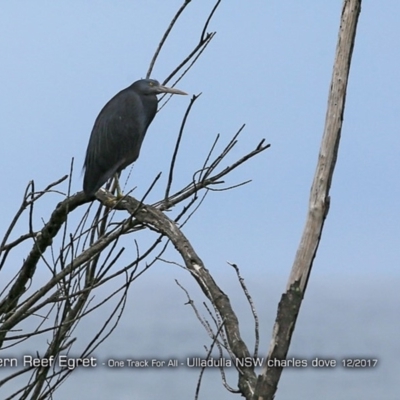 Egretta sacra (Eastern Reef Egret) at Ulladulla, NSW - 11 Dec 2017 by CharlesDove
