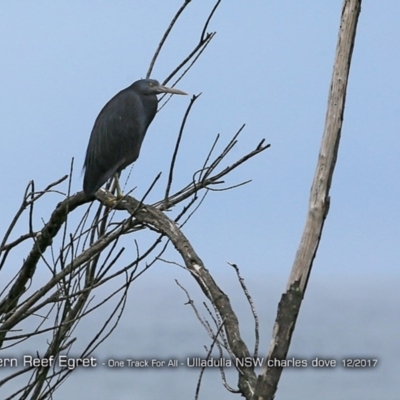 Egretta sacra (Eastern Reef Egret) at Ulladulla, NSW - 10 Dec 2017 by Charles Dove