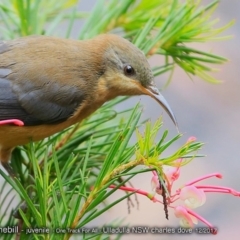 Acanthorhynchus tenuirostris (Eastern Spinebill) at Ulladulla Reserves Bushcare - 10 Dec 2017 by Charles Dove