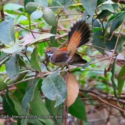 Rhipidura rufifrons (Rufous Fantail) at Undefined - 8 Dec 2017 by CharlesDove