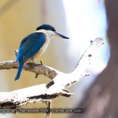 Todiramphus sanctus (Sacred Kingfisher) at Garrads Reserve Narrawallee - 6 Dec 2017 by CharlesDove