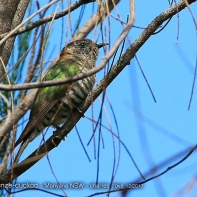 Chrysococcyx lucidus (Shining Bronze-Cuckoo) at Undefined - 6 Dec 2017 by CharlesDove