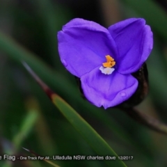 Patersonia sp. at Ulladulla Reserves Bushcare - 10 Dec 2017 by Charles Dove