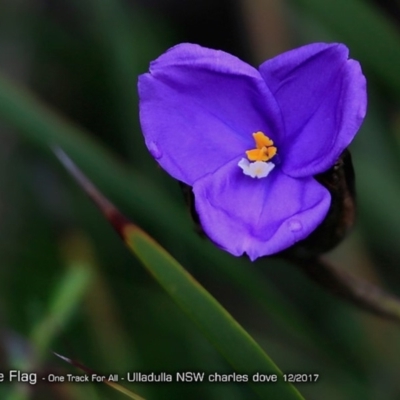 Patersonia (genus) at Ulladulla Reserves Bushcare - 11 Dec 2017 by CharlesDove