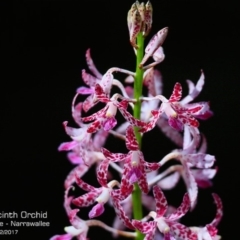 Dipodium variegatum (Blotched Hyacinth Orchid) at Garrads Reserve Narrawallee - 7 Dec 2017 by Charles Dove