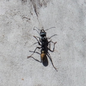 Myrmecia piliventris at Cook, ACT - 5 Mar 2018