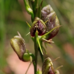 Cryptostylis erecta (Bonnet Orchid) at South Pacific Heathland Reserve - 4 Dec 2017 by Charles Dove