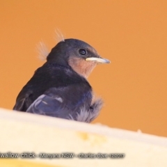 Hirundo neoxena (Welcome Swallow) at Undefined - 11 Dec 2017 by CharlesDove