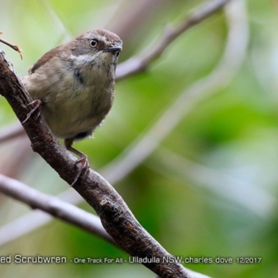 Sericornis frontalis (White-browed Scrubwren) at Ulladulla Reserves Bushcare - 4 Dec 2017 by CharlesDove
