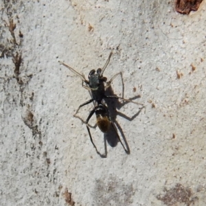 Myrmarachne luctuosa at Cook, ACT - 5 Mar 2018 02:49 PM