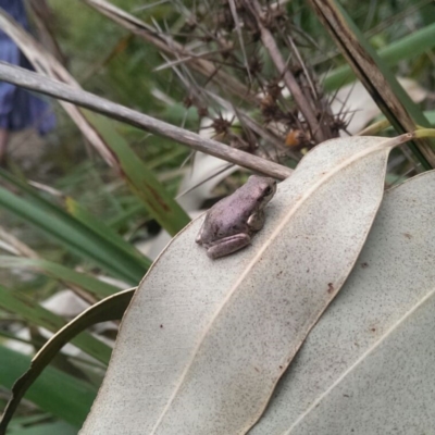 Litoria peronii (Peron's Tree Frog, Emerald Spotted Tree Frog) at Undefined - 8 Apr 2018 by robattwood