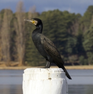 Phalacrocorax carbo at Acton, ACT - 4 Jun 2018 02:33 PM