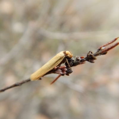 Oecophoridae (family) (Unidentified Oecophorid concealer moth) at Cook, ACT - 23 Mar 2018 by CathB