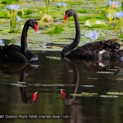 Cygnus atratus (Black Swan) at Burrill Lake, NSW - 2 Dec 2017 by Charles Dove