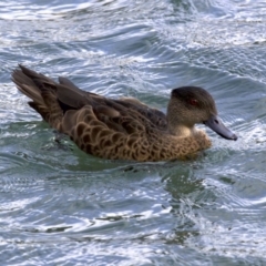 Anas castanea (Chestnut Teal) at Batemans Marine Park - 1 Jun 2018 by jb2602