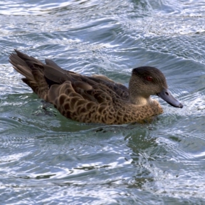 Anas castanea (Chestnut Teal) at Batemans Marine Park - 1 Jun 2018 by jbromilow50