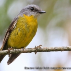 Eopsaltria australis (Eastern Yellow Robin) at Undefined - 5 Dec 2017 by CharlesDove