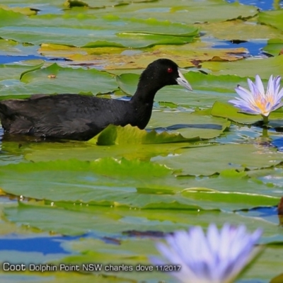 Fulica atra (Eurasian Coot) at Burrill Lake, NSW - 2 Dec 2017 by Charles Dove