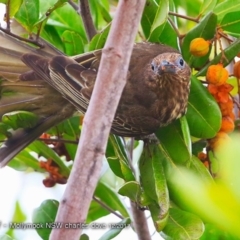 Sphecotheres vieilloti (Australasian Figbird) at Undefined - 2 Dec 2017 by CharlesDove