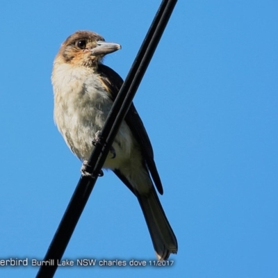 Cracticus torquatus (Grey Butcherbird) at Undefined - 4 Dec 2017 by CharlesDove