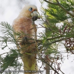 Cacatua sanguinea (Little Corella) at Burrill Lake, NSW - 6 Dec 2017 by CharlesDove