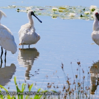 Platalea regia (Royal Spoonbill) at Burrill Lake, NSW - 3 Dec 2017 by Charles Dove