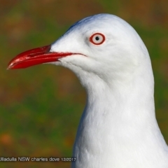 Chroicocephalus novaehollandiae (Silver Gull) at Undefined - 2 Dec 2017 by CharlesDove