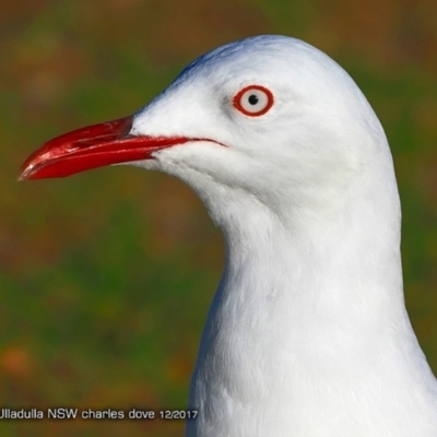 Chroicocephalus novaehollandiae (Silver Gull) at Undefined - 2 Dec 2017 by CharlesDove