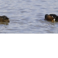 Spatula rhynchotis (Australasian Shoveler) at Fyshwick, ACT - 31 May 2018 by jbromilow50