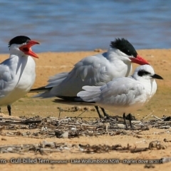 Hydroprogne caspia (Caspian Tern) at Jervis Bay National Park - 30 Aug 2017 by CharlesDove