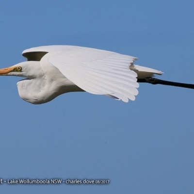 Ardea alba (Great Egret) at Jervis Bay National Park - 30 Aug 2017 by CharlesDove