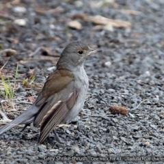 Colluricincla harmonica (Grey Shrikethrush) at Undefined - 28 Aug 2017 by CharlesDove