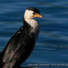 Microcarbo melanoleucos (Little Pied Cormorant) at Burrill Lake, NSW - 28 Aug 2017 by CharlesDove