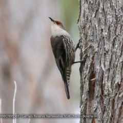 Climacteris erythrops (Red-browed Treecreeper) at Garrads Reserve Narrawallee - 28 Aug 2017 by CharlesDove