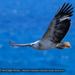 Haliaeetus leucogaster (White-bellied Sea-Eagle) at Undefined - 28 Aug 2017 by Charles Dove