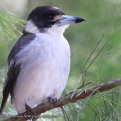 Cracticus torquatus (Grey Butcherbird) at Jervis Bay Maritime Museum - 16 Aug 2017 by CharlesDove