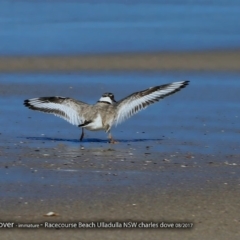 Charadrius rubricollis (Hooded Plover) at South Pacific Heathland Reserve - 11 Aug 2017 by Charles Dove