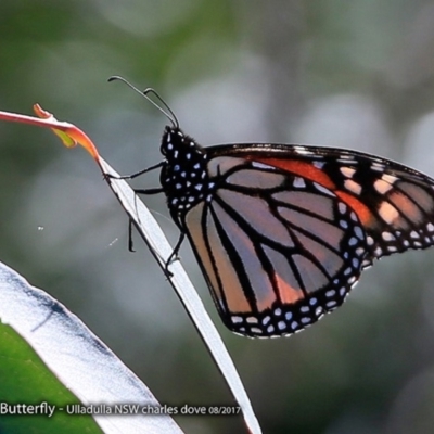 Danaus plexippus (Monarch) at Undefined - 18 Aug 2017 by CharlesDove