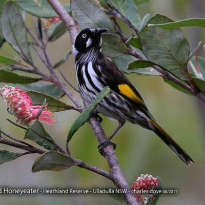 Phylidonyris novaehollandiae (New Holland Honeyeater) at South Pacific Heathland Reserve - 13 Aug 2017 by Charles Dove