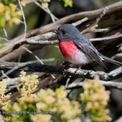 Petroica rosea (Rose Robin) at Undefined - 18 Aug 2017 by CharlesDove