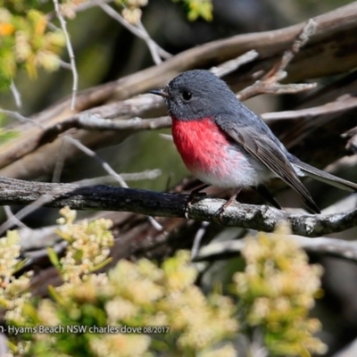 Petroica rosea (Rose Robin) at Undefined - 18 Aug 2017 by CharlesDove