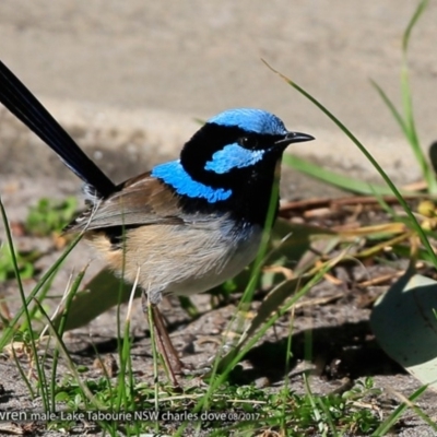 Malurus cyaneus (Superb Fairywren) at Undefined - 14 Aug 2017 by CharlesDove