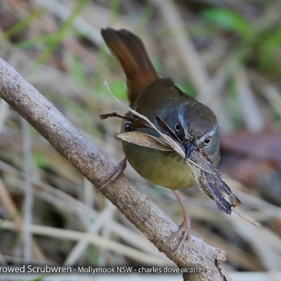 Sericornis frontalis (White-browed Scrubwren) at Undefined - 16 Aug 2017 by Charles Dove